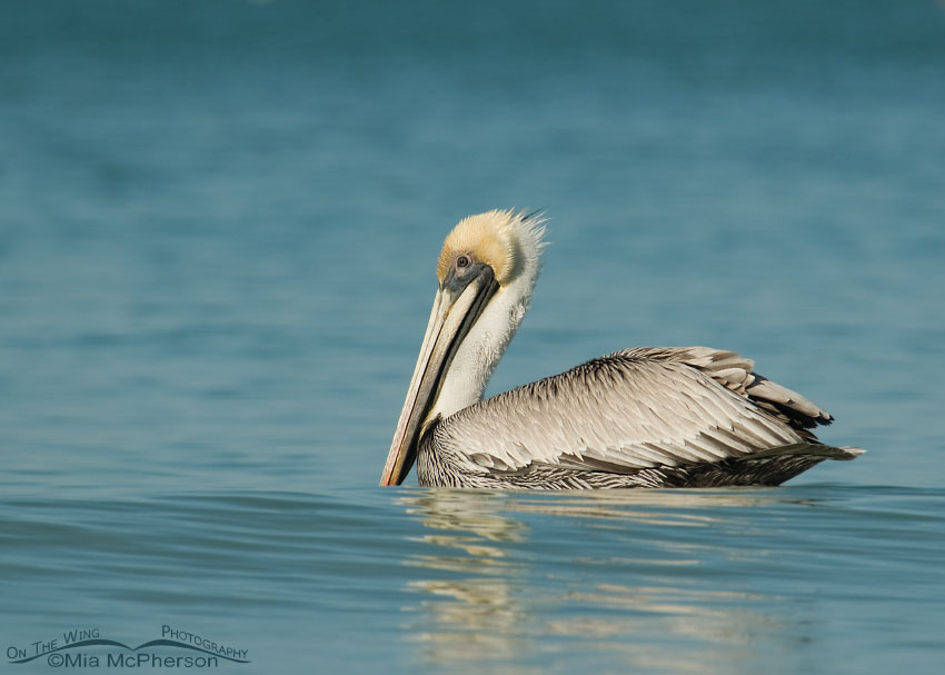 Brown Pelican adult floating on the Gulf of Mexico, Fort De Soto County Park, Pinellas County, Florida