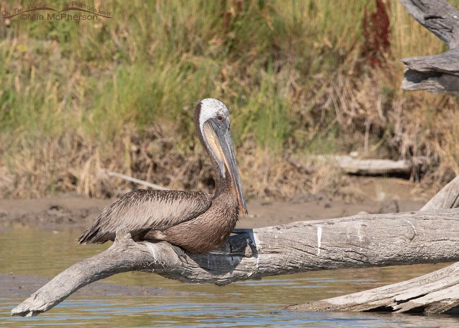 Adult Brown Pelican perched on a log, Bear River Migratory Bird Refuge, Box Elder County, Utah