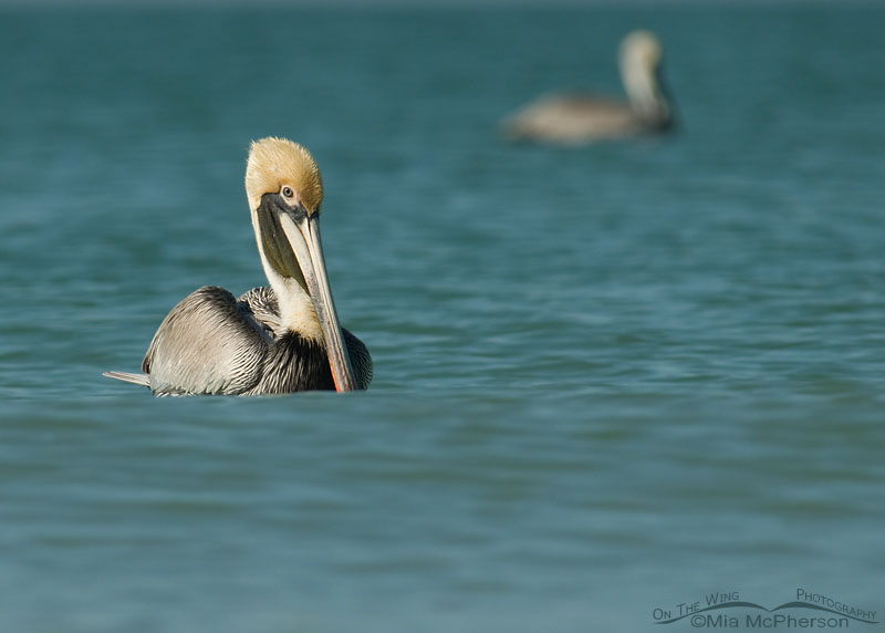 Brown Pelicans on the Gulf of Mexico, Fort De Soto County Park, Pinellas County, Florida