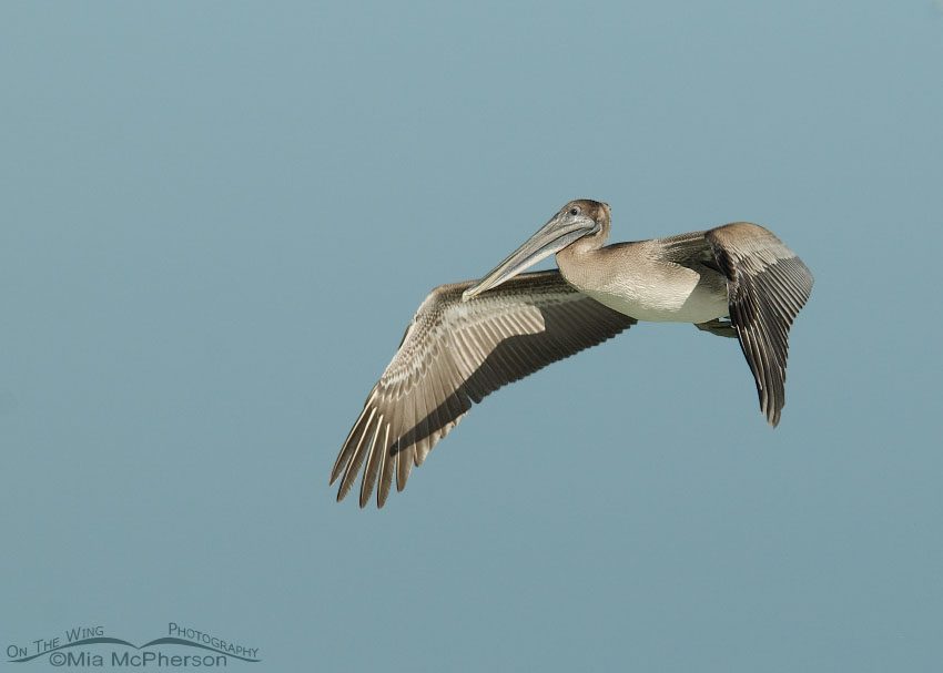 Juvenile Brown Pelican in flight, Fort De Soto County Park, Pinellas County, Florida