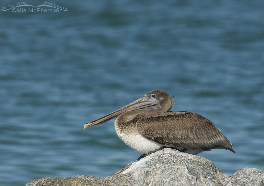 Resting juvenile Brown Pelican, Fort De Soto County Park, Pinellas County, Florida