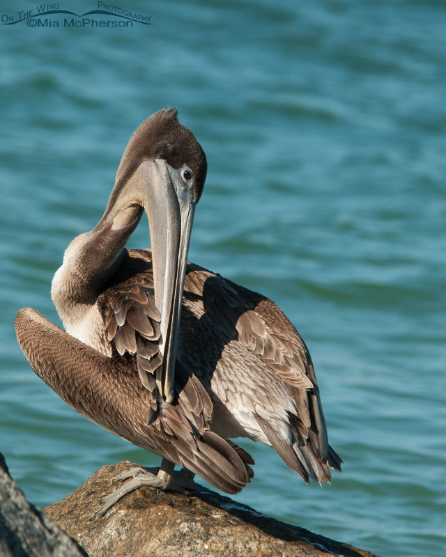 Preening juvenile Brown Pelican in Florida, Fort De Soto County Park, Pinellas County