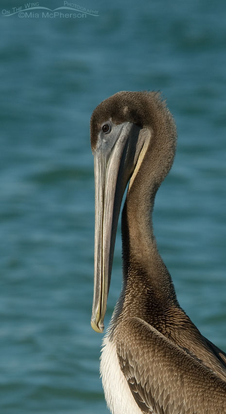 Juvenile Brown Pelican vertical pano, Fort De Soto County Park, Pinellas County, Florida