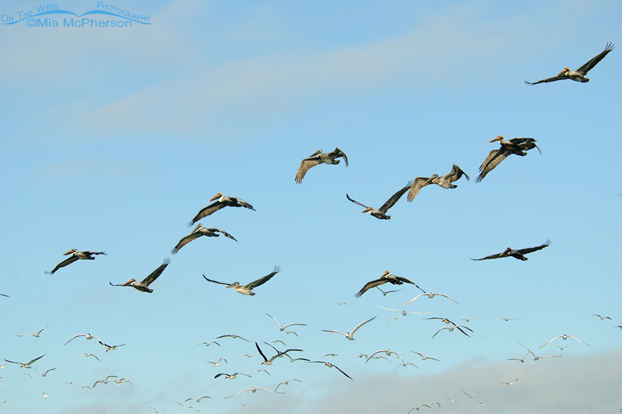 Brown Pelicans in flight with gulls, terns and skimmers, Fort De Soto County Park, Pinellas County, Florida