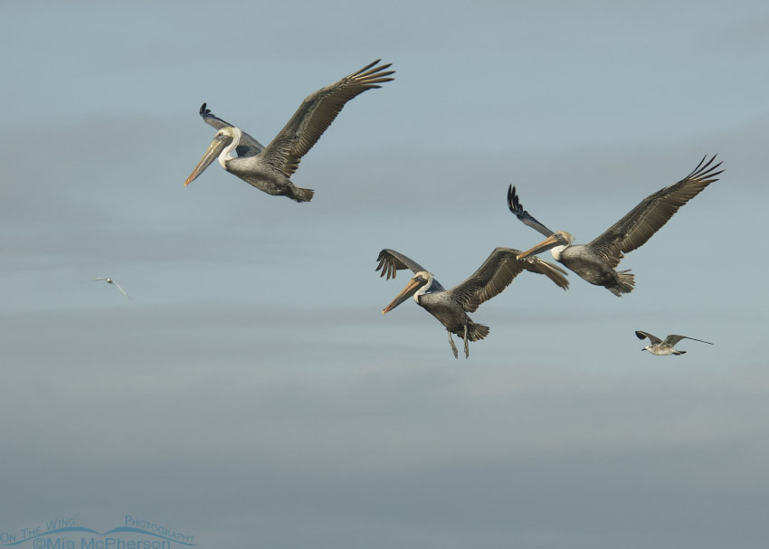 Brown Pelicans in an early morning flight, Fort De Soto County Park, Pinellas County, Florida