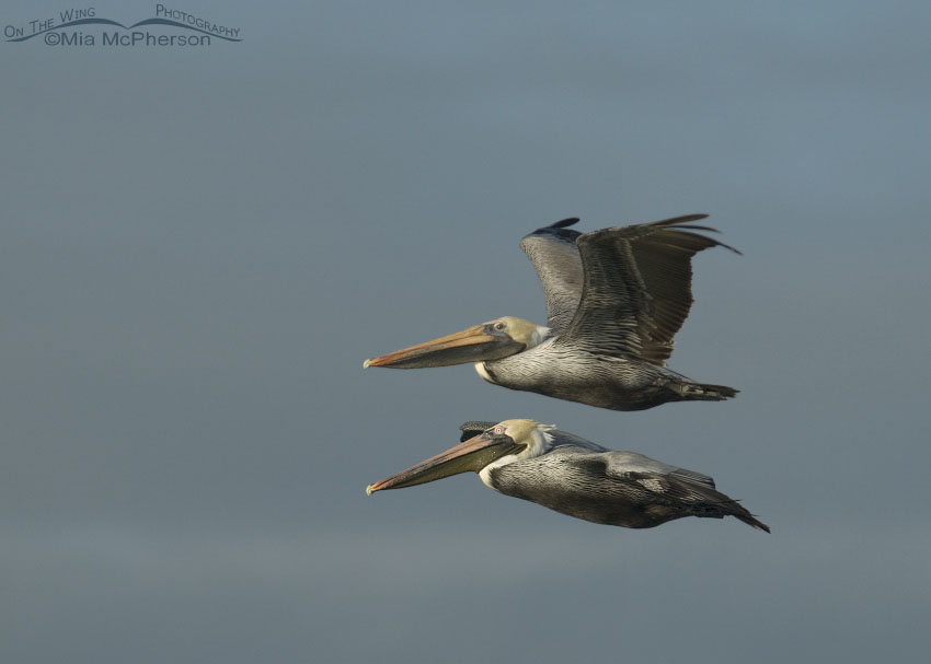 Brown Pelican Double-Decker, Fort De Soto County Park, Pinellas County, Florida