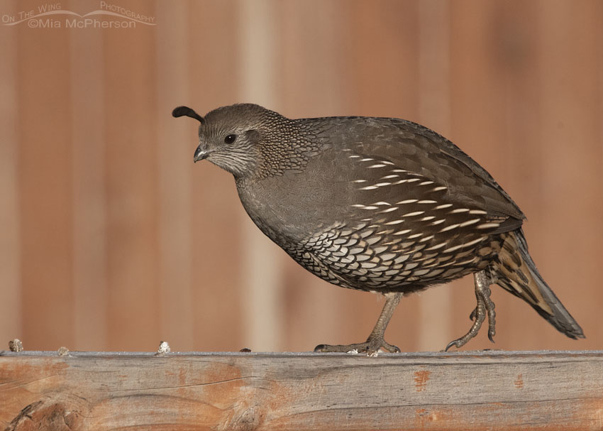 Hen California Quail walking on a fence rail, Davis County, Utah