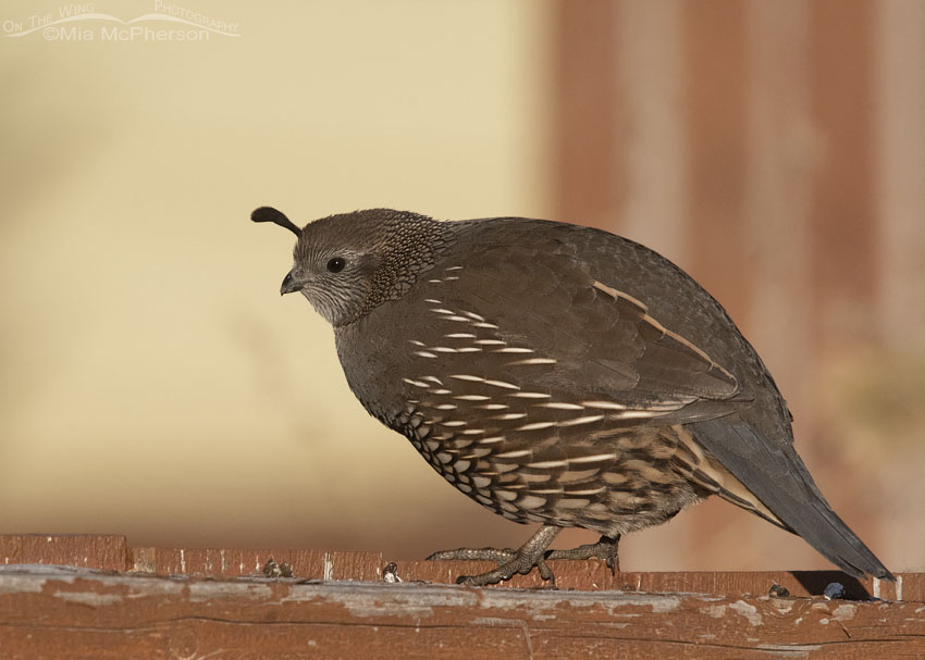 California Quail hen on a fence, Davis County, Utah