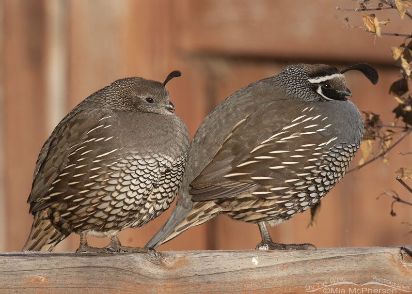 Fluffed up female and male California Quail, Davis County, Utah