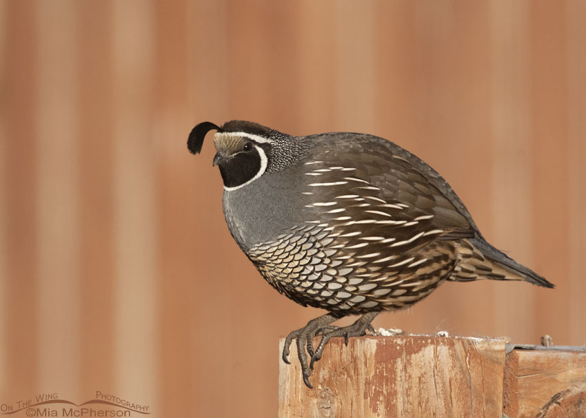 Male California Quail on a fence post, Davis County, Utah