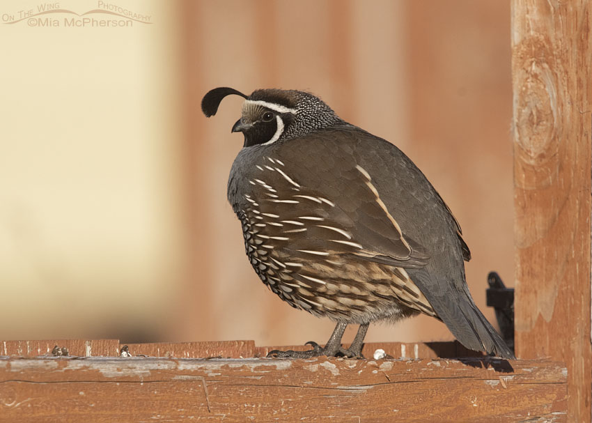 California Quail male on a gate, Davis County, Utah