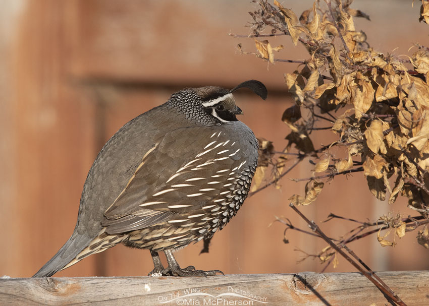 Male California Quail on a fence rail, Davis County, Utah