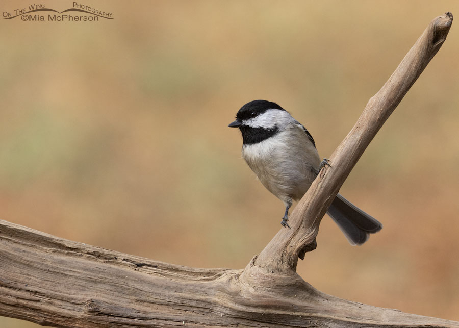 Carolina Chickadee and fall colors, Sebastian County, Arkansas