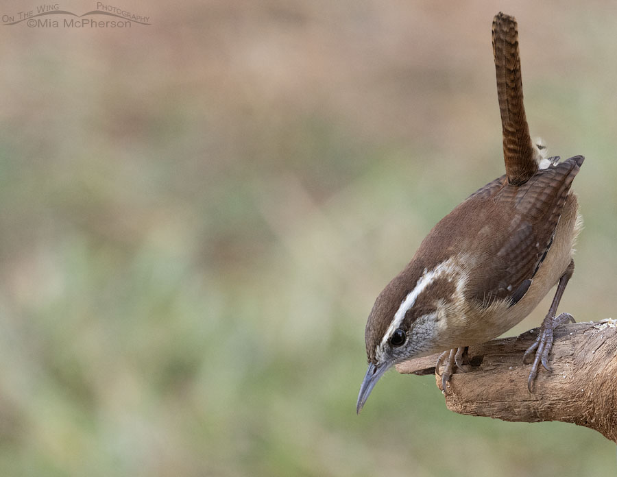 Fall Carolina Wren looking towards the ground, Sebastian County, Arkansas