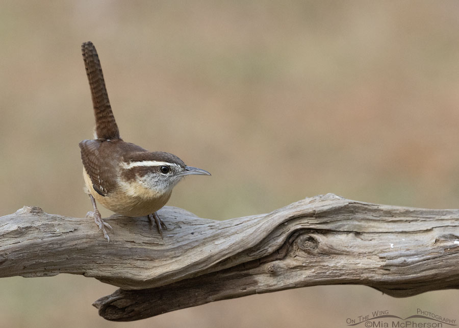 Adult Carolina Wren perched on driftwood in the fall, Sebastian County, Arkansas