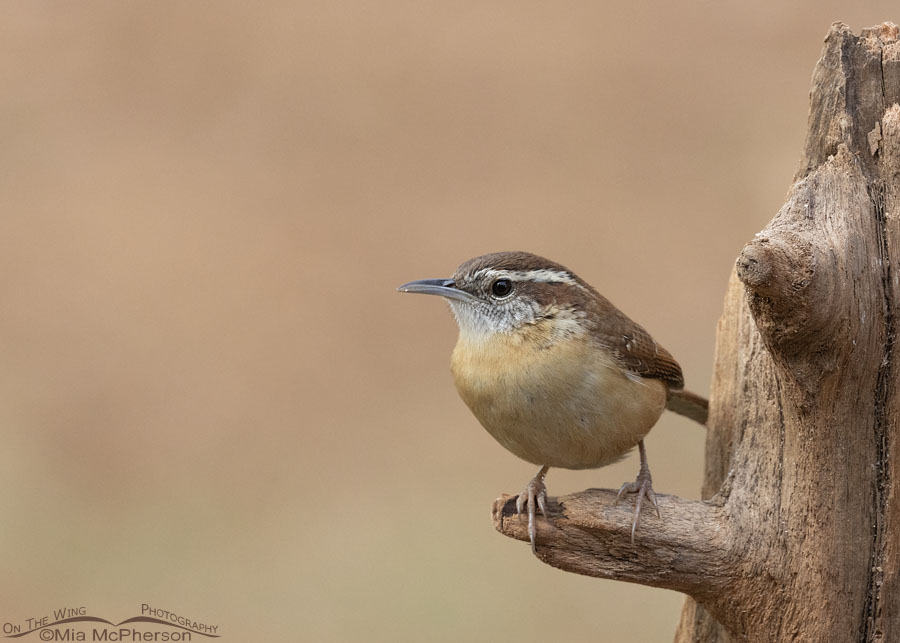 Carolina Wren in fall perched on a driftwood feeder, Sebastian County, Arkansas