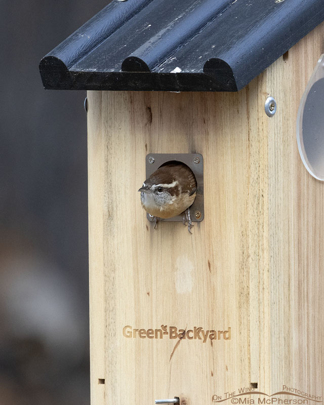 Carolina Wren checking out a bluebird nest box, Sebastian County, Arkansas