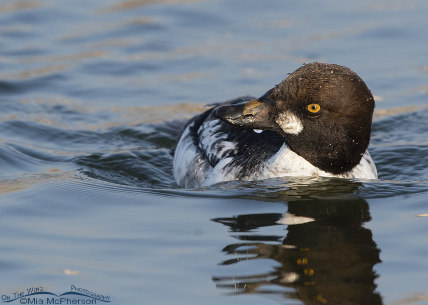 First winter drake Common Goldeneye close up, Salt Lake County, Utah