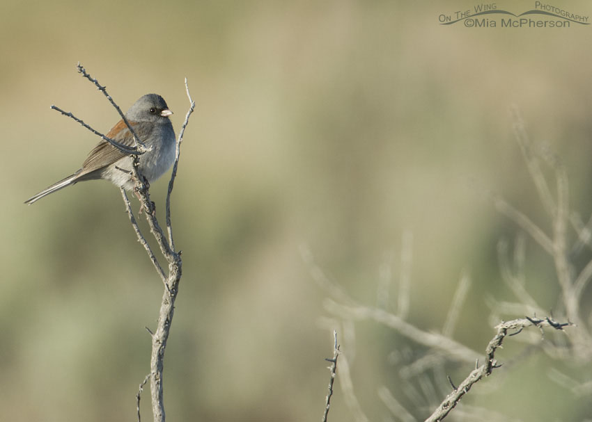 Gray-Headed Dark-eyed Junco, Antelope Island State Park, Davis County, Utah