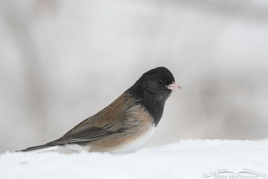 Low light Dark-eyed Junco in snow, Salt Lake County, Utah