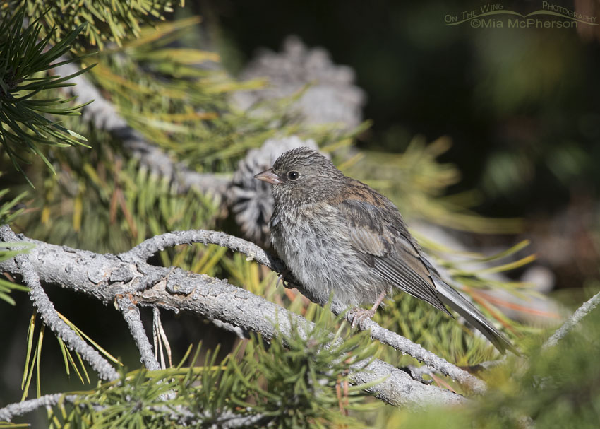 Juvenile Dark-eyed Junco, Uinta Mountains, Uinta National Forest, Summit County, Utah