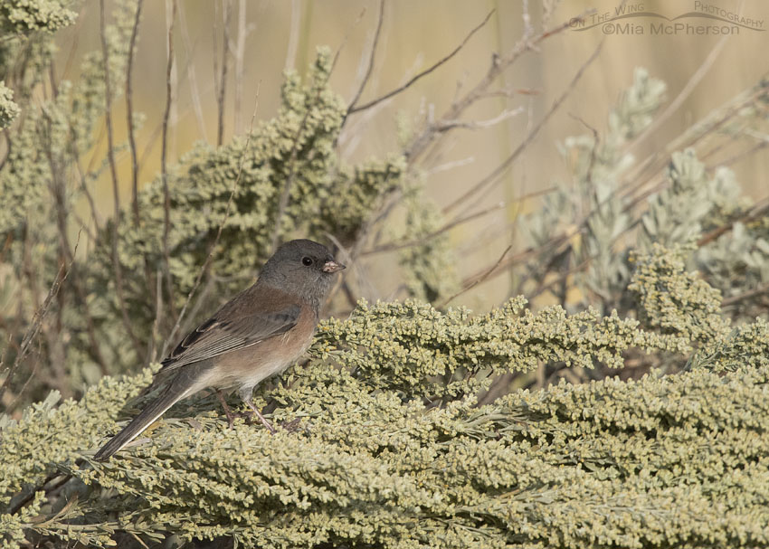 Female/Immature Dark-eyed Junco - Oreganus Group, Box Elder County, Utah