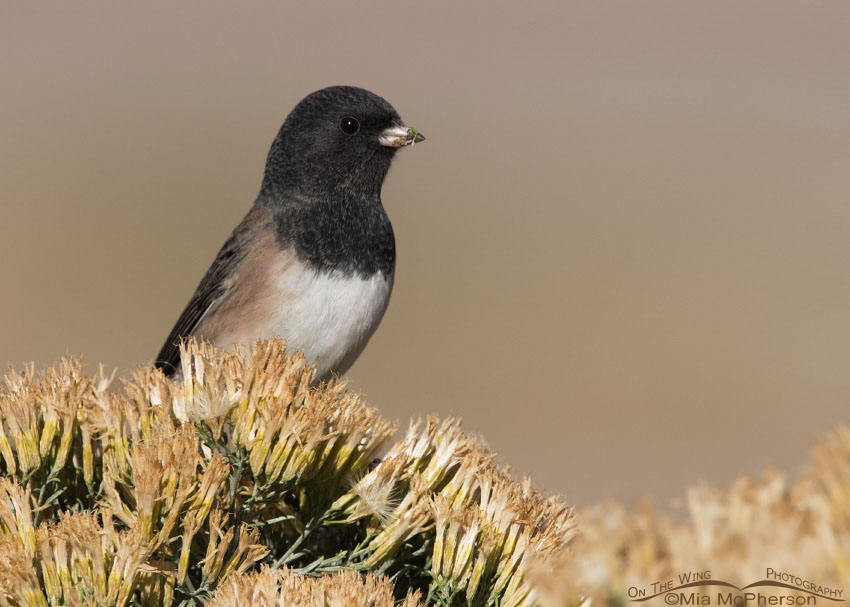 Male Dark-eyed Junco, Oregon race, Farmington Bay WMA, Davis County, Utah