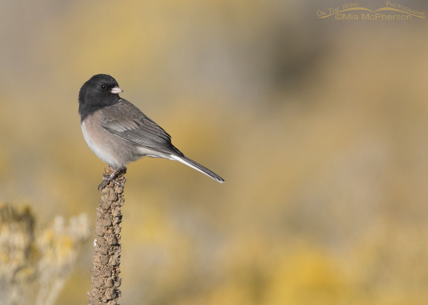 Dark-eyed Junco (Oregon) perched on Mullein, Box Elder County, Utah