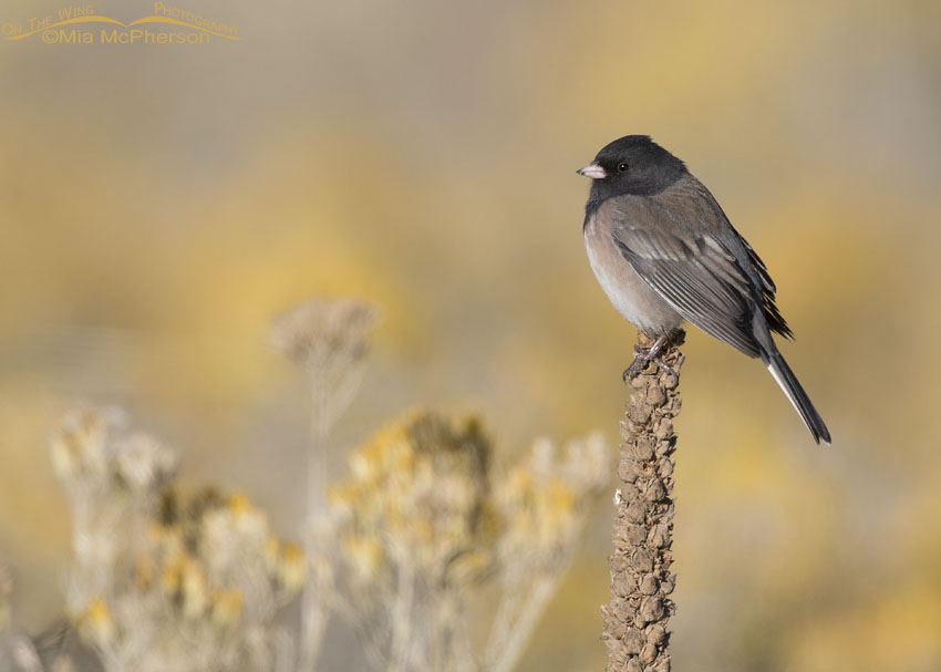 Dark-eyed Junco perched on Mullein in front of blooming Rabbitbrush, Box Elder County, Utah