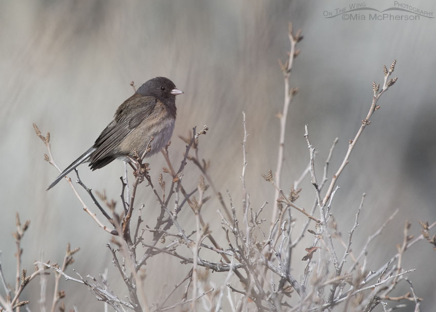 Dark-eyed Junco in early spring, Box Elder County, Utah