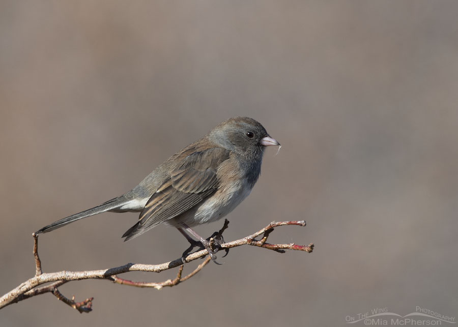 Dark-eyed Junco perched on the tip of a wild rose bush, Box Elder County, Utah