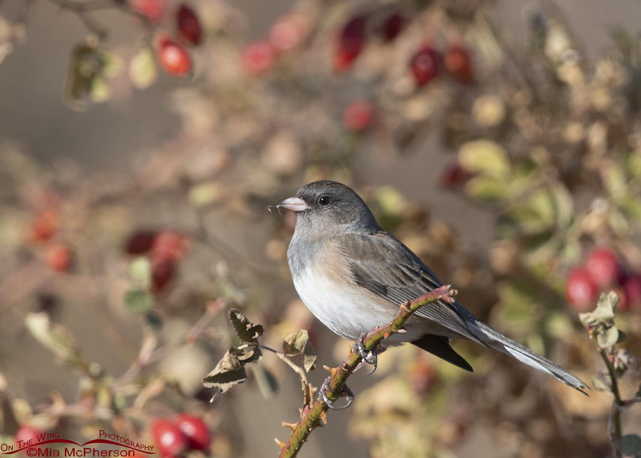 Dark-eyed Junco and an autumn wild rose, Box Elder County, Utah