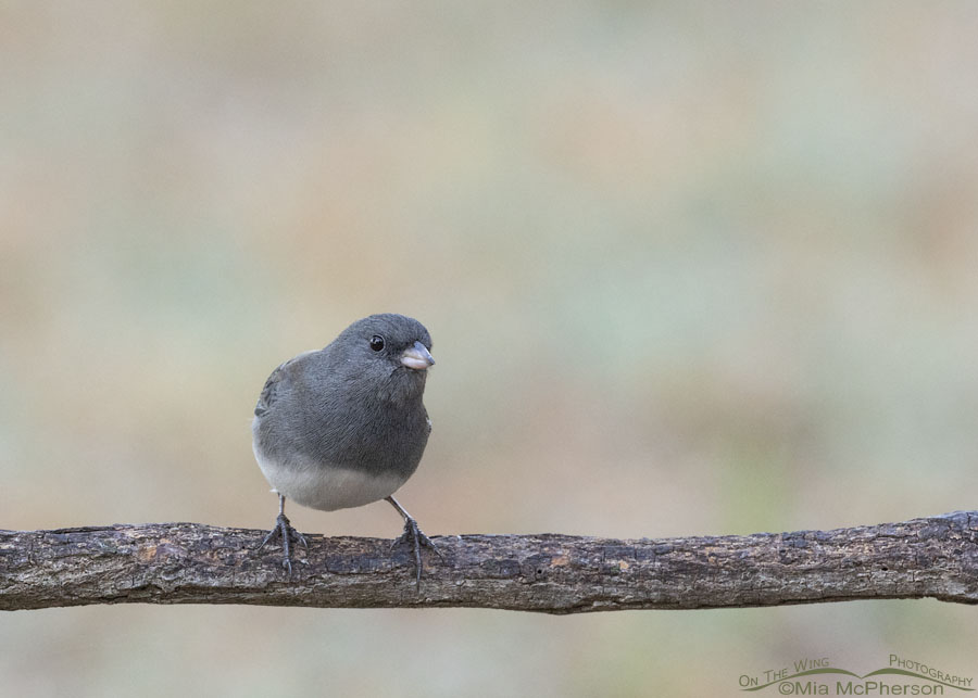 Slate-colored Dark-eyed Junco female in Arkansas, Sebastian County