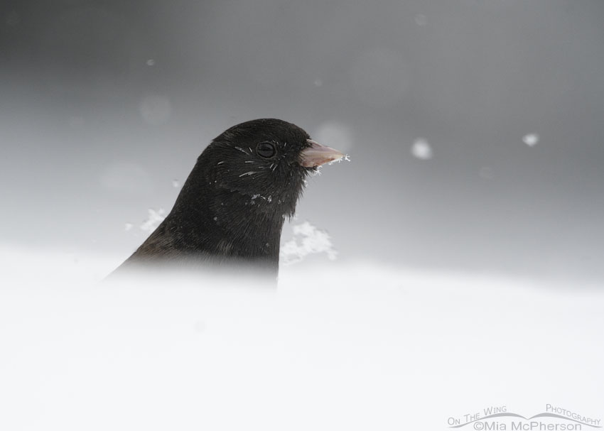 Dark-eyed Junco portrait in a snow storm, Salt Lake County, Utah