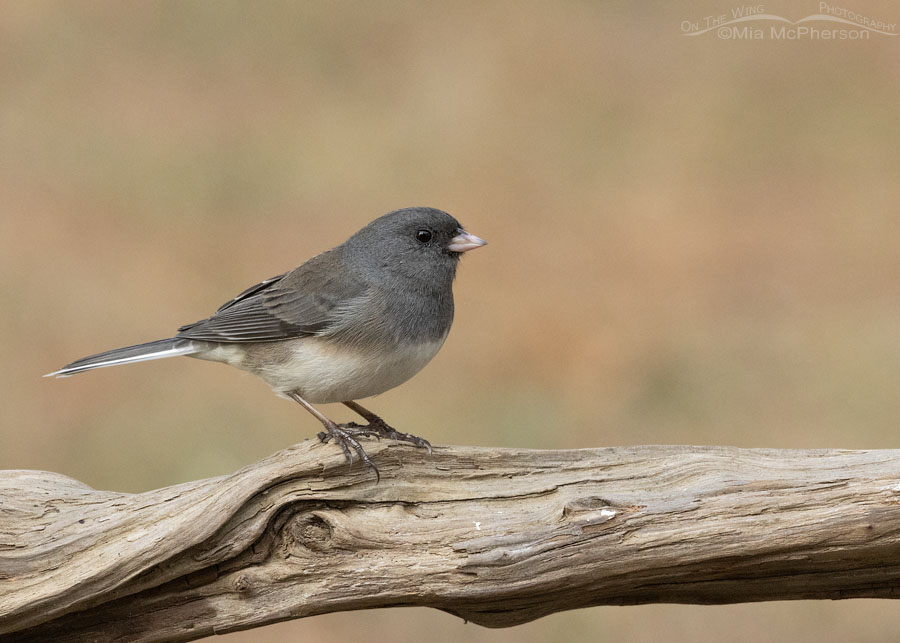 Slate-colored Dark-eyed Junco in autumn, Sebastian County, Arkansas