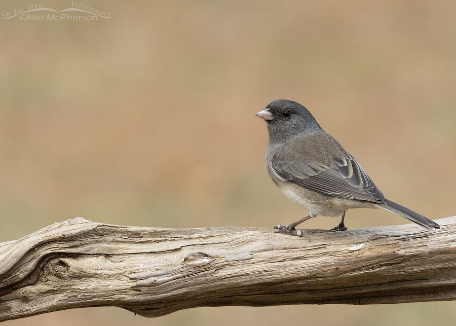 Slate-colored Dark-eyed Junco in Arkansas, Sebastian County