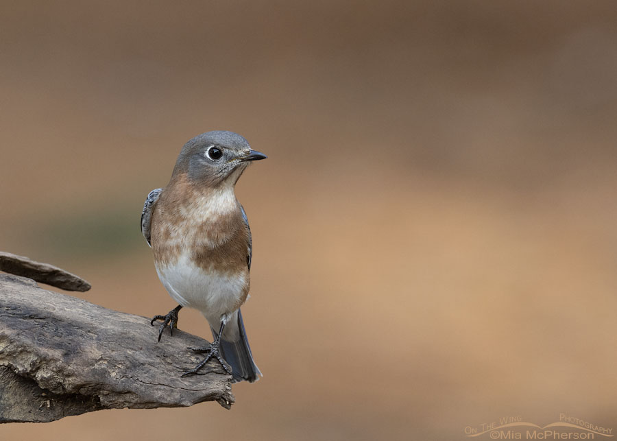 Autumn Eastern Bluebird female, Sebastian County, Arkansas