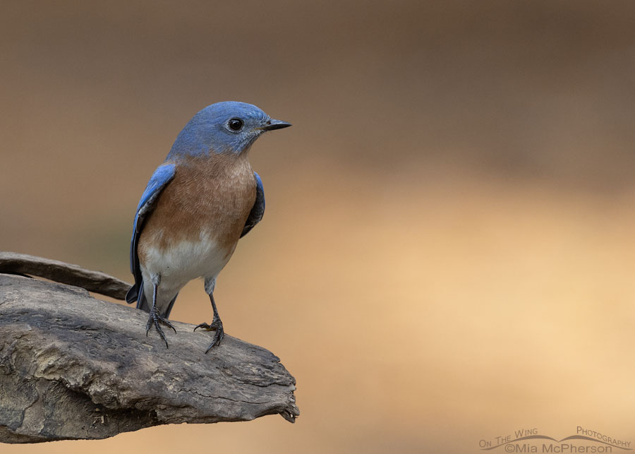 Autumn Eastern Bluebird male, Sebastian County, Arkansas