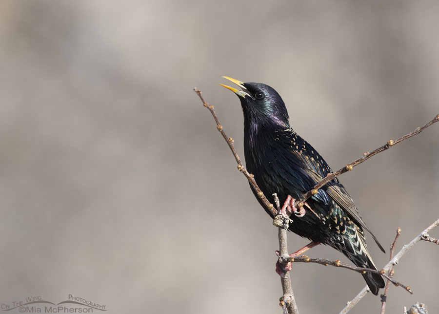 Calling European Starling, Box Elder County, Utah