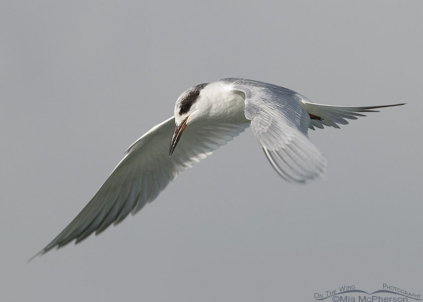 An elegant Forster's Tern in flight over the Gulf of Mexico near Fort De Soto County Park,