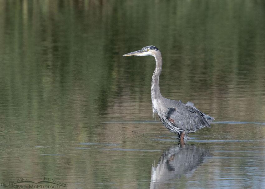 Great Blue Heron with white feathers in its dark crown, Farmington Bay WMA, Davis County, Utah