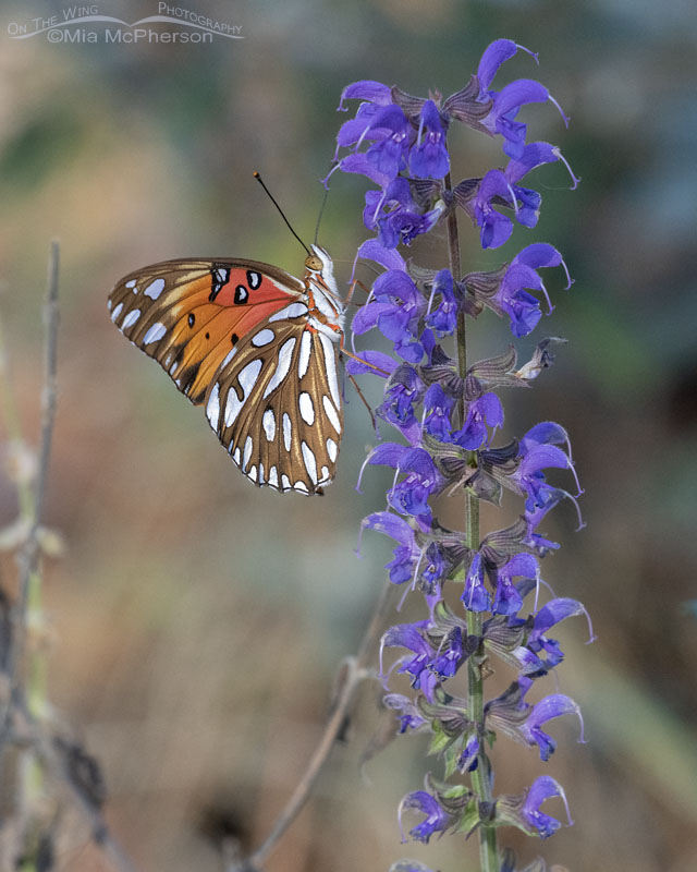 November Gulf Fritillary butterfly underside, Sebastian County, Arkansas