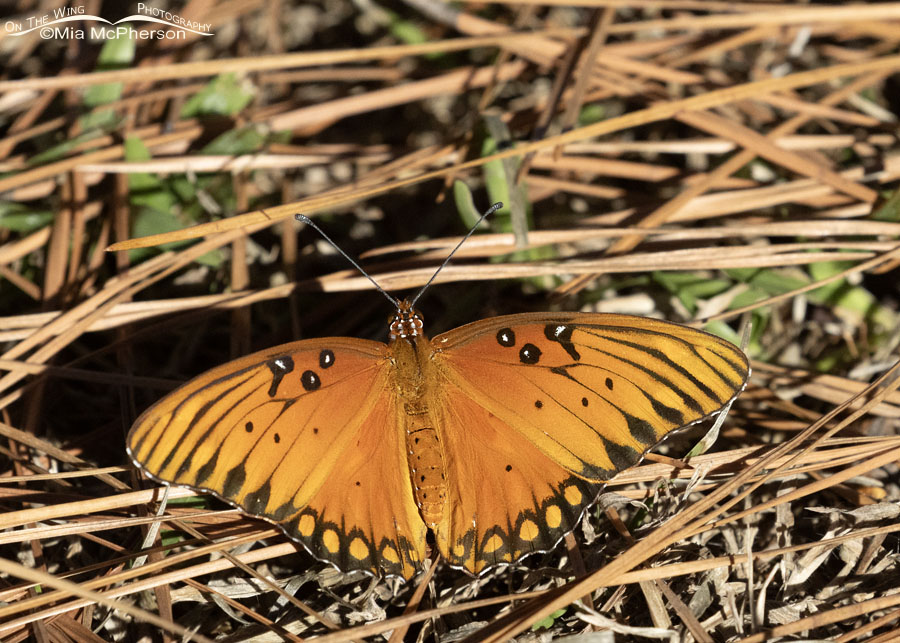 November Gulf Fritillary basking in the warmth of afternoon sunlight, Sebastian County, Arkansas