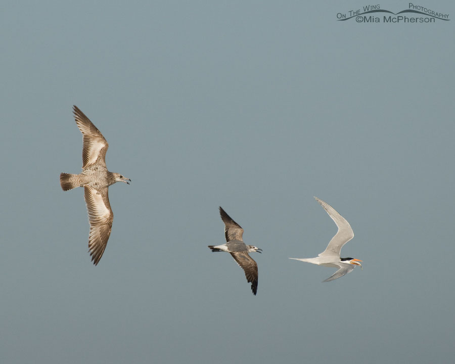 American Herring and Laughing Gulls and a Royal Tern, Fort De Soto County Park, Pinellas County, Florida