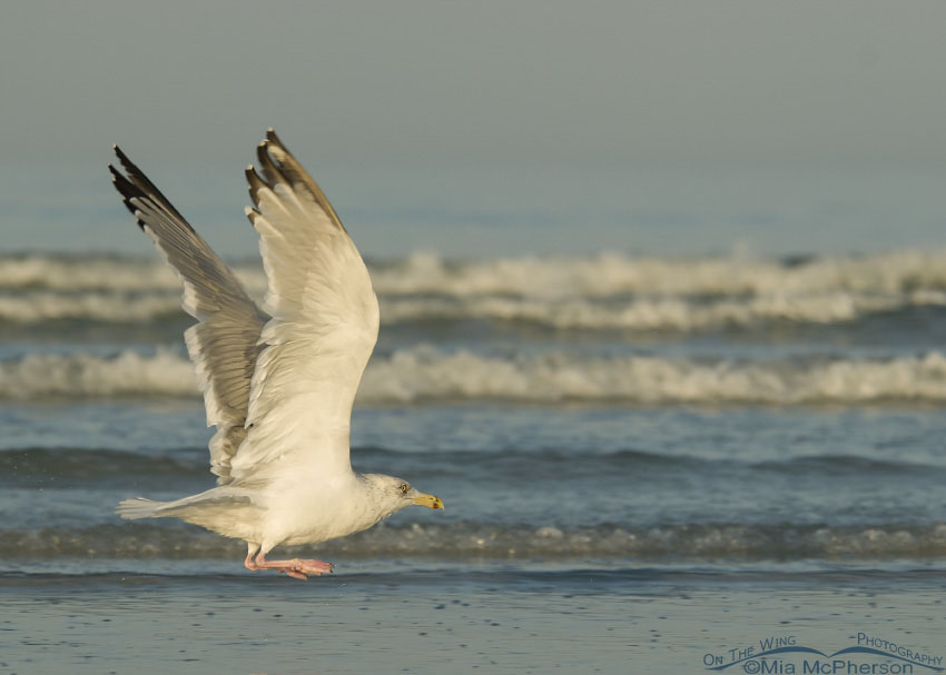 Early morning flight of an American Herring Gull at Fort De Soto County Park, Pinellas County, Florida