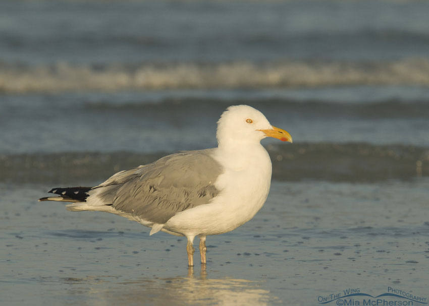 First light and an American Herring Gull, Fort De Soto County Park, Pinellas County, Florida