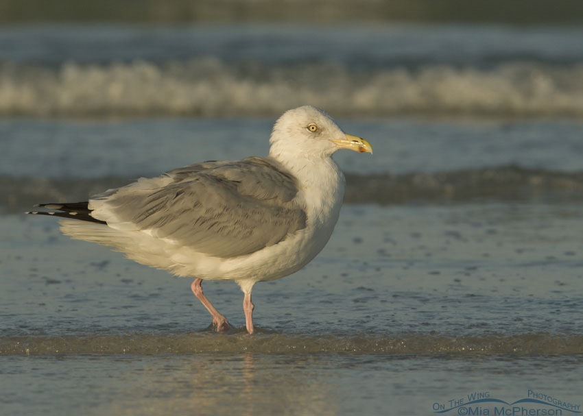 American Herring Gull in early morning light at Fort De Soto County Park, Pinellas County, Florida