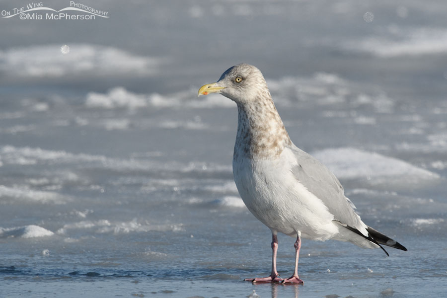 Alert adult American Herring Gull in winter, Bear River Migratory Bird Refuge, Box Elder County, Utah