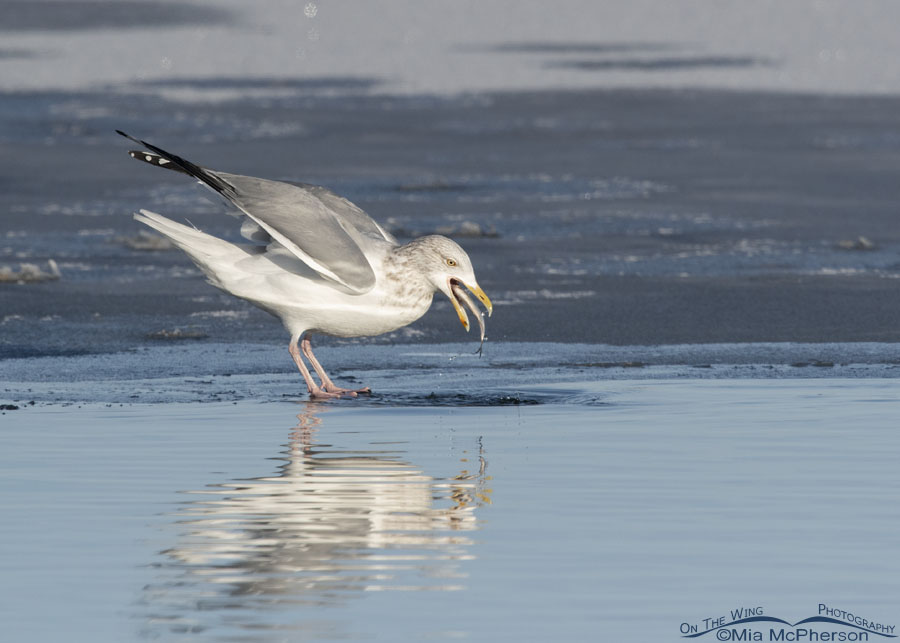 American Herring Gull gulping down a fish, Bear River Migratory Bird Refuge, Box Elder County, Utah