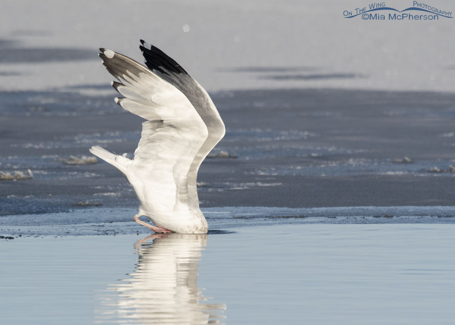 American Herring Gull fishing for prey in a wintry marsh